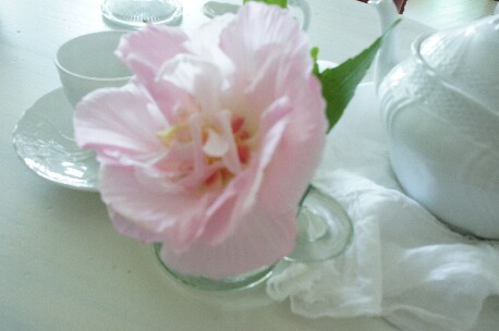 ちっぴー 001.jpg