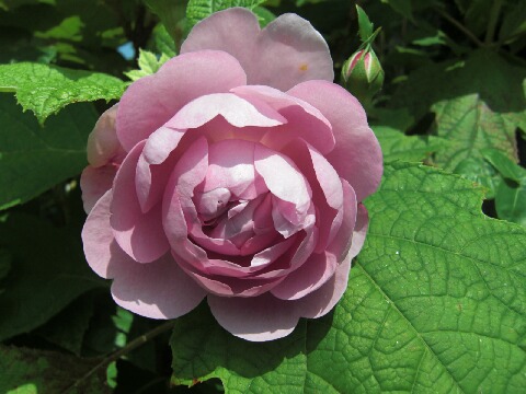 ちっぴー 021.jpg