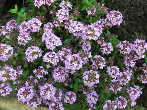 ちっぴー 008.jpg