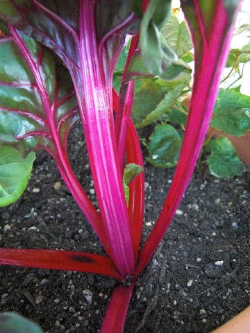 ちっぴー 001.jpg