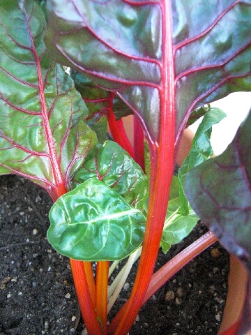 ちっぴー 002.jpg