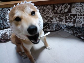 2011.1.14-7.JPG