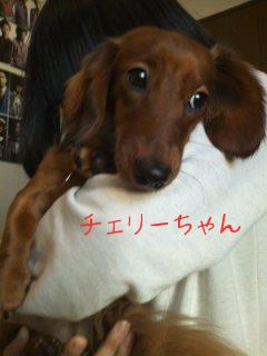 チェリーちゃん