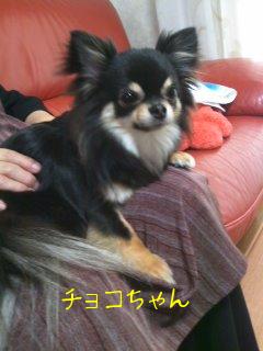 チョコちゃん