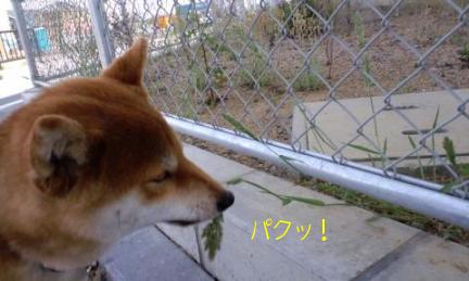 カプッ