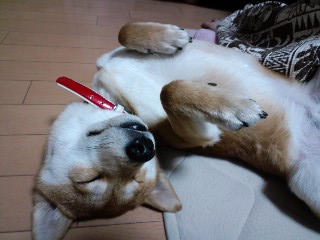 2011.1.31-9.JPG