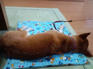 2011.6.5-2.JPG
