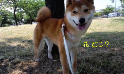 花は？