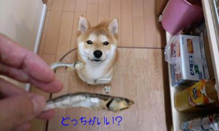 どっち？