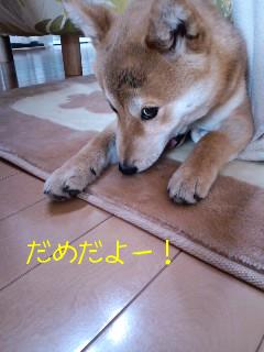 だめだよ～