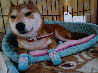 2011.3.17-2.JPG