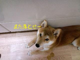 はらぺこ４