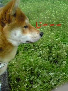 原っぱを眺める