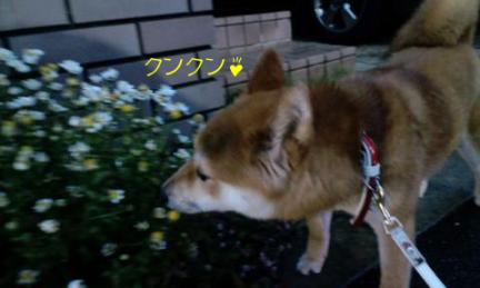 クンクン2