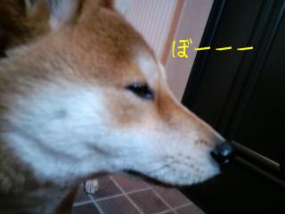 散歩いく？２