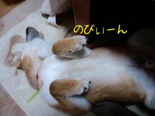 ありゃぁ～