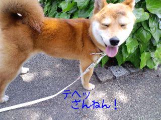 テヘッ