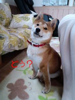 はいポーズ！