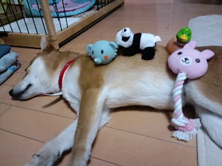 2011.3.1-5.JPG