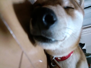 2011.3.1-6.JPG