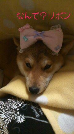 リボン