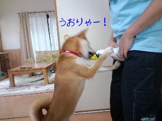 白鳥３