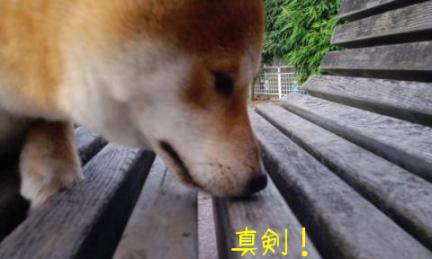 真剣１