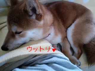 ひざまくら