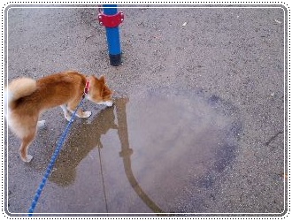 猫探し３.JPG