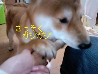 おみやげ