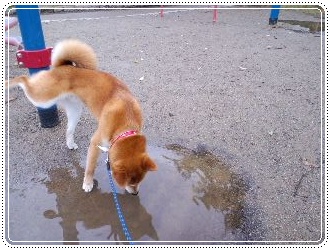 猫探し４.JPG