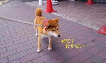 行かない