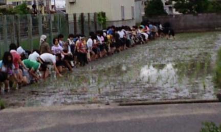 田植え