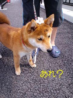 頭にさくら☆