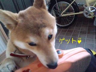 ゲット♪