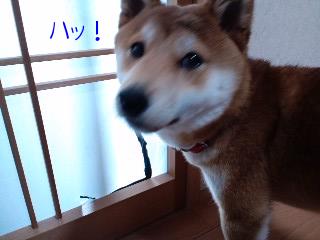今の見た？
