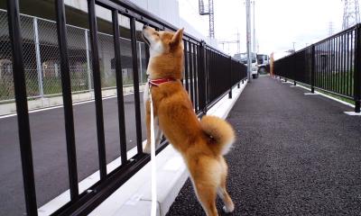 背伸び１