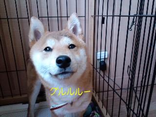 グルルルル