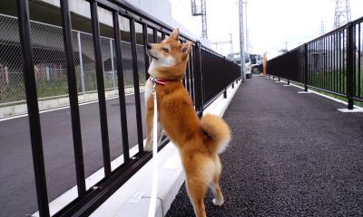背伸び３