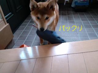 パックリ