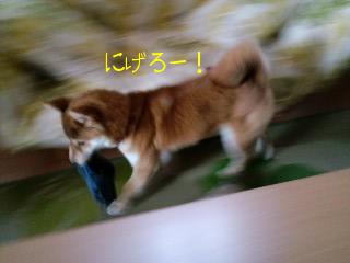 にげろー！