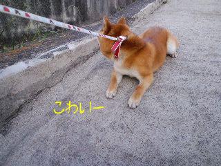 いやだぁ！