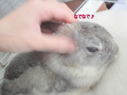 両耳周りなでなで♪　1320298942Nq5n07UI.gif