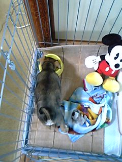 ｼｭﾅのぉ部屋