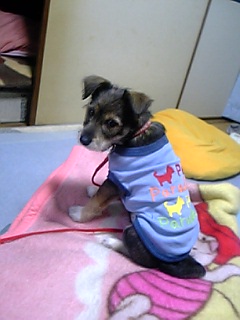 ﾓﾃﾞﾙo