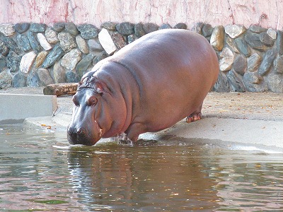 平成21年　１１月　２３日　かみね動物園 003.jpg