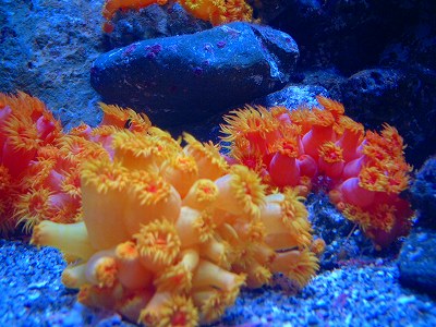 イソギンチャク