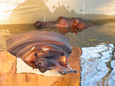 平成21年　１１月　２３日　かみね動物園 008.jpg