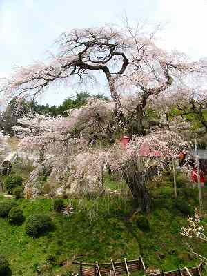 2009.04.12  しだれ桜 002.jpg