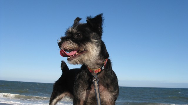 2010．09.09 海岸散歩 006.jpg